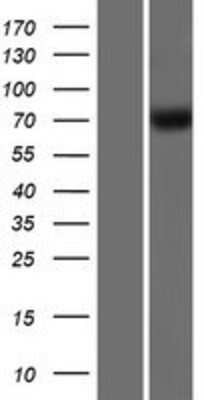 Western Blot: GBP4 Overexpression Lysate [NBP2-05834]