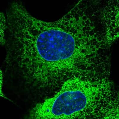 Immunocytochemistry/ Immunofluorescence: GBP5 Antibody [NBP1-85947]