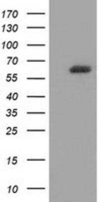 Western Blot: GBP5 Antibody (OTI5C9)Azide and BSA Free [NBP2-72343]