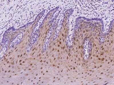 Immunohistochemistry-Paraffin: GBP6 Antibody [NBP2-97207]