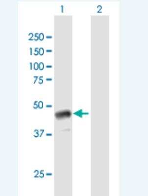 Western Blot: GBX1 Antibody [H00002636-B01P-50ug]