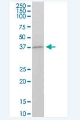 Western Blot: GBX1 Antibody [H00002636-B01P-50ug]