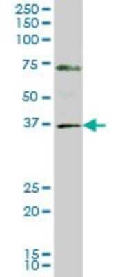 Western Blot: GBX2 Antibody (2D8) [H00002637-M02]