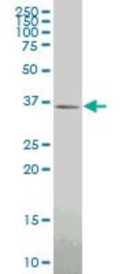 Western Blot: GBX2 Antibody (4B11) [H00002637-M09]