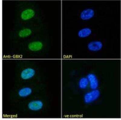 Immunocytochemistry/ Immunofluorescence: GBX2 Antibody [NB100-55393]