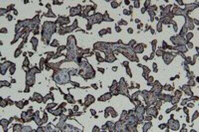 Immunohistochemistry-Paraffin: GBX2 Antibody [NB100-55393]