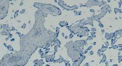 Immunohistochemistry-Paraffin: GBX2 Antibody [NB100-55393]