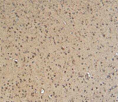 Immunohistochemistry-Paraffin: GBX2 Antibody [NB100-55393]