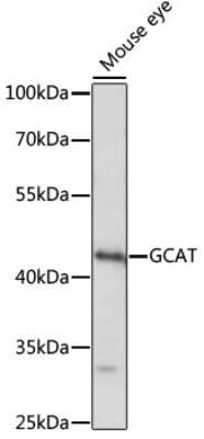 Western Blot: GCAT AntibodyAzide and BSA Free [NBP3-04780]