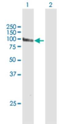 Western Blot: GCC1 Antibody [H00079571-B01P]