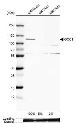 Western Blot: GCC1 Antibody [NBP1-83610]