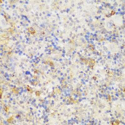 Immunohistochemistry-Paraffin: GCC185 Antibody - Azide and BSA Free [NBP3-03436]