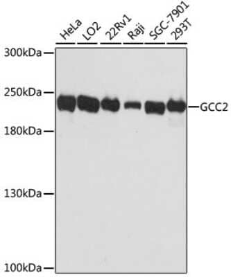 Western Blot: GCC185 AntibodyAzide and BSA Free [NBP3-03436]