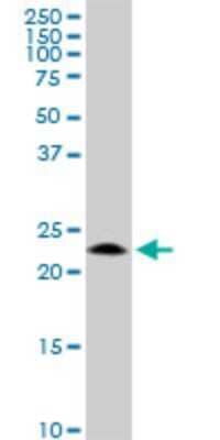 Western Blot: GCET2 Antibody (1E9) [H00257144-M19]