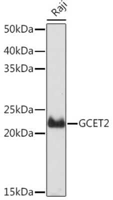 Western Blot: GCET2 Antibody (7D1A5) [NBP3-15941]