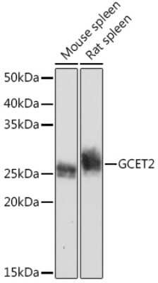 Western Blot: GCET2 Antibody (7D1A5) [NBP3-15941]