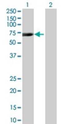 Western Blot: GCFC1 Antibody [H00094104-B01P]