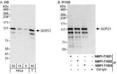 Western Blot: GCFC1 Antibody [NBP1-71921]