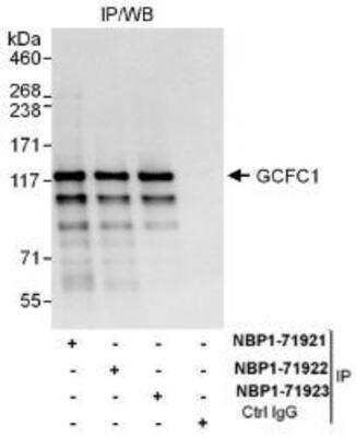 Western Blot: GCFC1 Antibody [NBP1-71922]