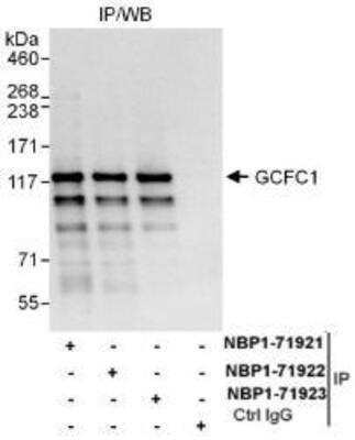 Western Blot: GCFC1 Antibody [NBP1-71923]