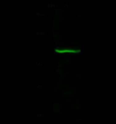 Western Blot: GCFC1 Antibody [NBP2-99179]