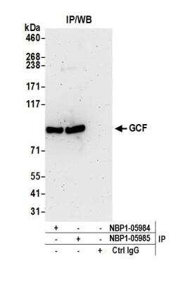 Immunoprecipitation: GCFC2 Antibody [NBP1-05985]