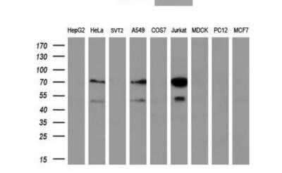 Western Blot: GCKR Antibody (OTI1E7)Azide and BSA Free [NBP2-70823]