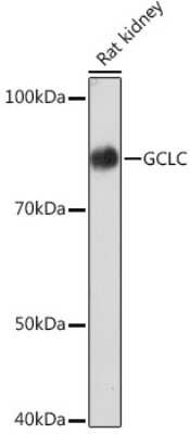 Western Blot: GCLC Antibody (0X1H3) [NBP3-16422]