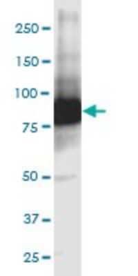 Western Blot: GCLC Antibody (3H1) [H00002729-M01]