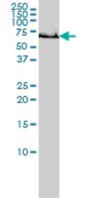 Western Blot: GCLC Antibody (3H1) [H00002729-M01]