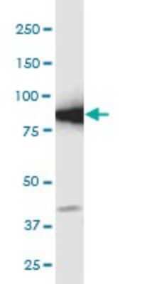 Western Blot: GCLC Antibody (3H1) [H00002729-M01]