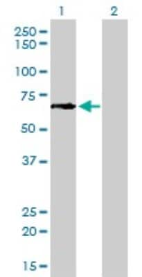 Western Blot: GCLC Antibody (3H1) [H00002729-M01]