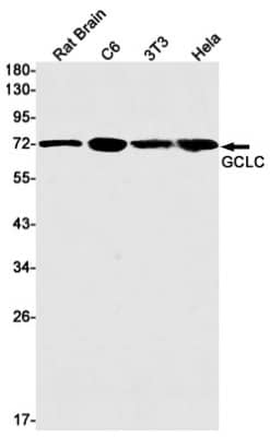 Western Blot: GCLC Antibody (S03-9D9) [NBP3-19643]