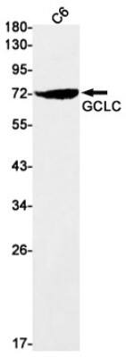 Western Blot: GCLC Antibody (S08-2F5) [NBP3-19644]