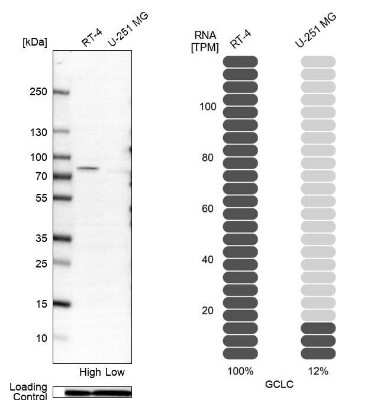 Western Blot: GCLC Antibody [NBP1-81840]