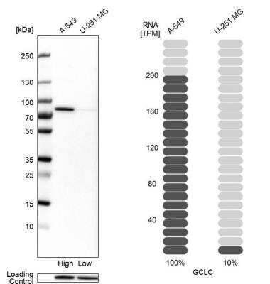 Western Blot: GCLC Antibody [NBP1-83375]