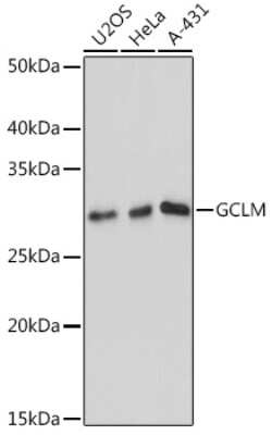 Western Blot: GCLM Antibody (0U3J2) [NBP3-15380]