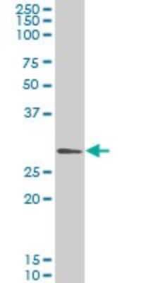 Western Blot: GCLM Antibody (2B8) [H00002730-M01]