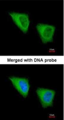 Immunocytochemistry/ Immunofluorescence: GCLM Antibody [NBP1-33405]