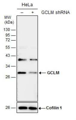 Western Blot: GCLM Antibody [NBP2-16624]