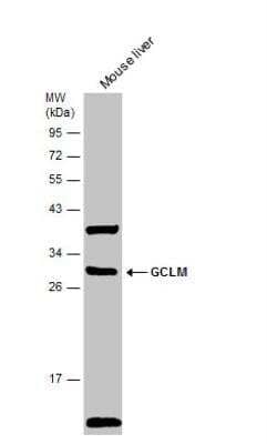 Western Blot: GCLM Antibody [NBP2-16624]