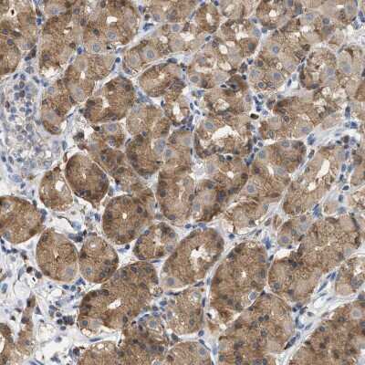 Immunohistochemistry-Paraffin: GCN1L1 Antibody [NBP1-83383]