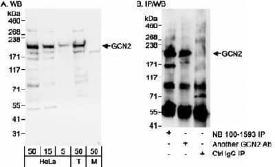 Western Blot: GCN2 Antibody [NB100-1593]