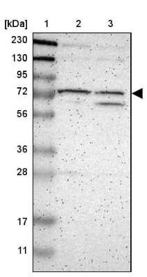 Western Blot: GCN2 Antibody [NBP2-38126]