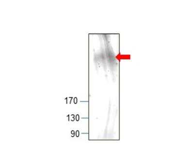 Western Blot: GCN2 Antibody [NBP3-12274]