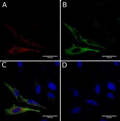 Immunocytochemistry/ Immunofluorescence: GCN4 Antibody (C11L34) - Chimeric - Azide and BSA Free [NBP2-81274]