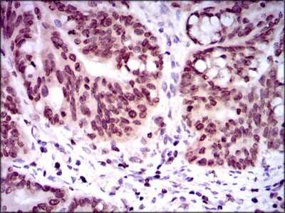 Immunohistochemistry: GCNF/NR6A1 Antibody (4G8) - BSA Free [NBP2-37467]