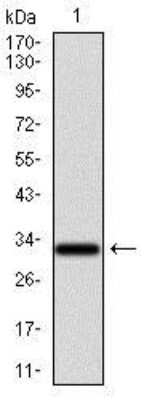 Western Blot: GCNF/NR6A1 Antibody (4G8)BSA Free [NBP2-37467]