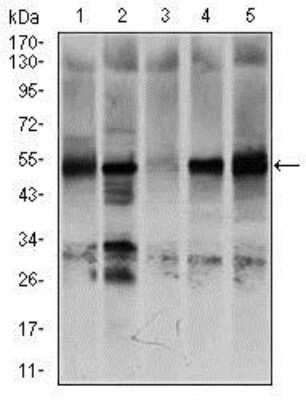 Western Blot: GCNF/NR6A1 Antibody (4G8)BSA Free [NBP2-37467]