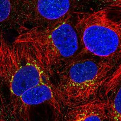 Immunocytochemistry/ Immunofluorescence: GCNT2 Antibody [NBP1-88781]